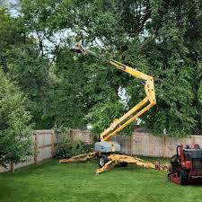 How Our Tree Care Process Works  in  Bellevue, OH