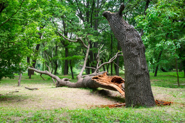 How Our Tree Care Process Works  in  Bellevue, OH