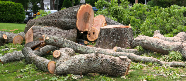 Trusted Bellevue, OH Tree Care Experts