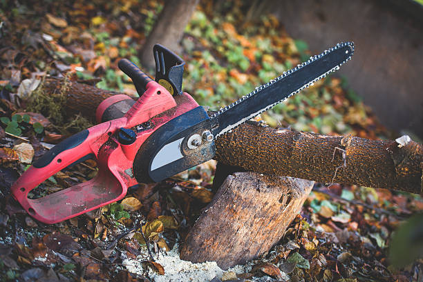 Best Tree Mulching  in Bellevue, OH
